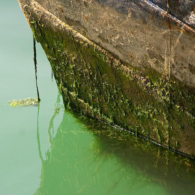 Boat hull with biofilm