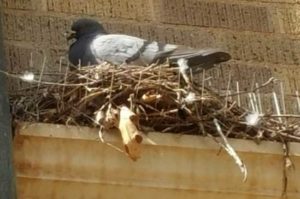 Bird nesting in spikey bird deterrent